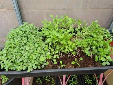 Photo of free Seedlings - Mini antirrhinum and Candytuft (Gorse Hill SN2) #1