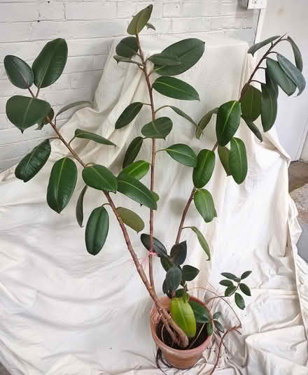 Photo of free Rubber plant (Watertown) #1