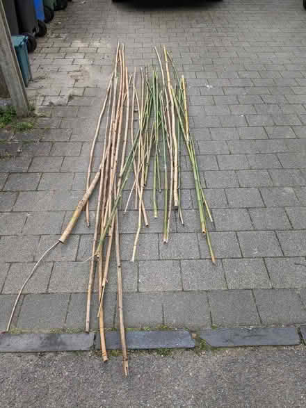 Photo of free Bamboo Canes (Horsell GU21) #1