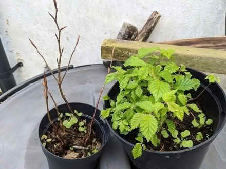 Photo of free Tree seedlings (BD16 cottingley) #1