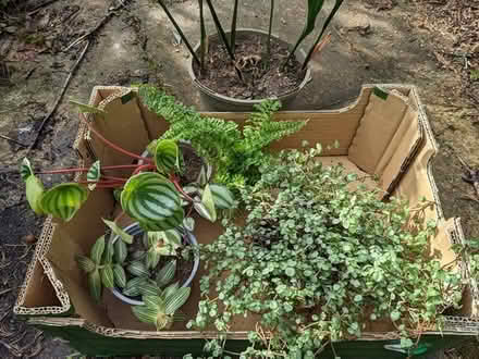 Photo of free Houseplants (BD16 cottingley) #2