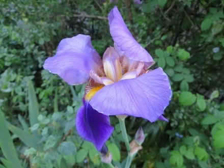 Photo of free bearded iris rhizomes (Frimley Green GU16) #1