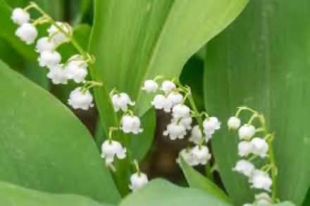 Photo of Lily of the valley and wild garlic (Snettisham PE31) #1