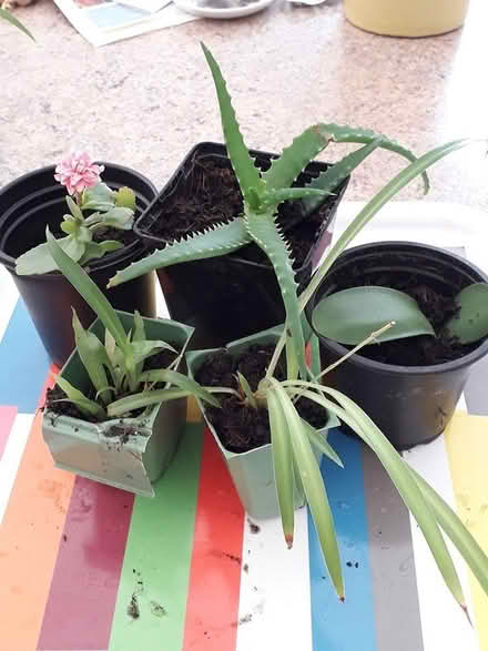 Photo of free House plant babies (HP3 Apsley) #1