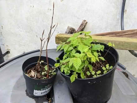 Photo of free Tree seedlings (BD16 cottingley) #2