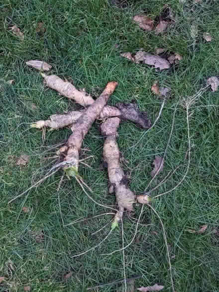 Photo of free bearded iris rhizomes (Frimley Green GU16) #2