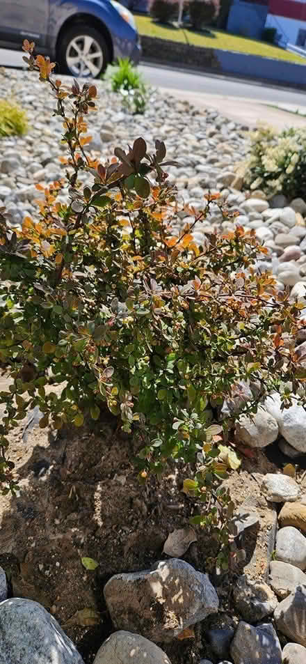 Photo of free 12-14" Barberry plant (Highlands, NJ) #1