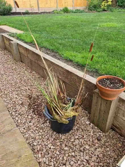Photo of free Pond plant. Bulrush (Malvern Link WR14) #1