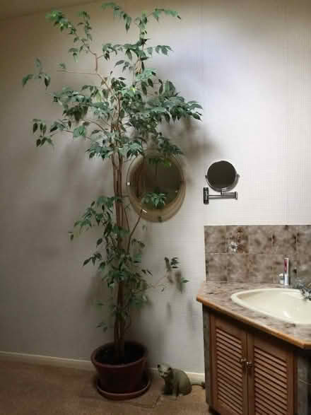 Photo of free Indoor Fig Tree (Motherby CA11) #1