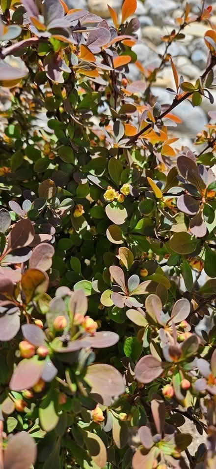 Photo of free 12-14" Barberry plant (Highlands, NJ) #2