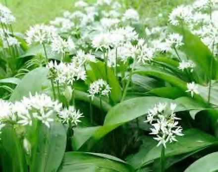 Photo of Lily of the valley and wild garlic (Snettisham PE31) #2