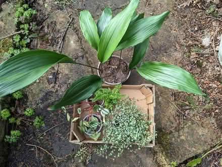 Photo of free Houseplants (BD16 cottingley) #1