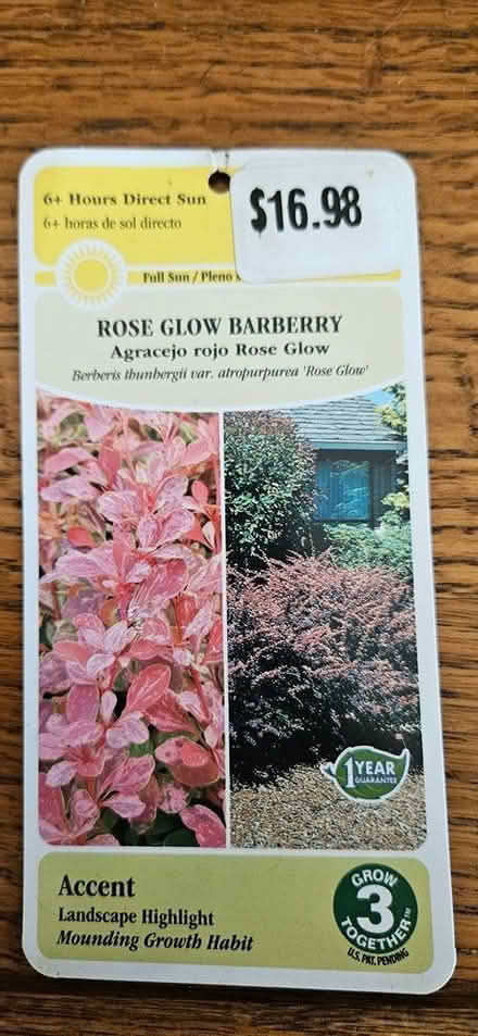 Photo of free 12-14" Barberry plant (Highlands, NJ) #3