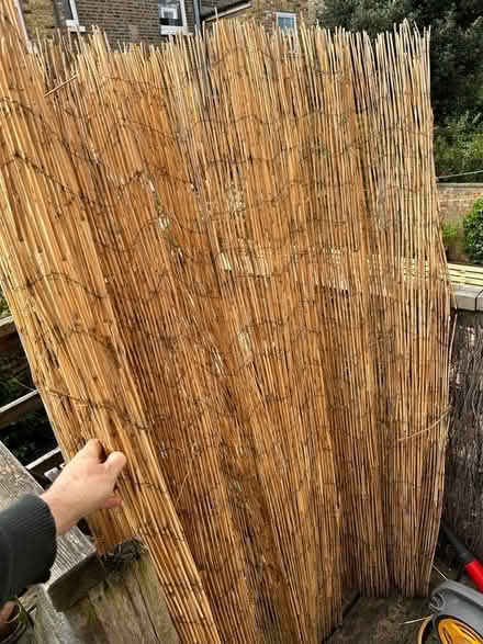 Photo of free Natural Fencing (W14) #2