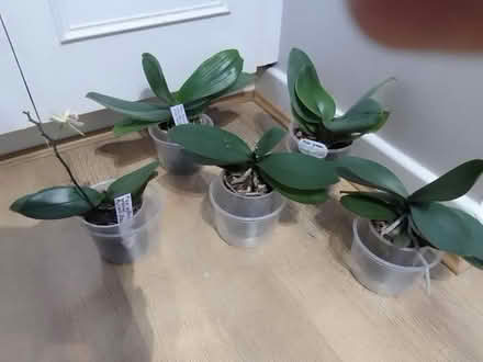 Photo of free Phalaenopsis orchid houseplants (Belmont BL7) #1