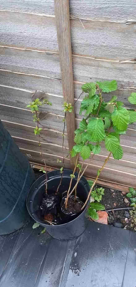 Photo of free 6 baby trees maple crab apple (Waltham Abbey EN9) #1