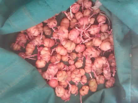 Photo of free Oca tubers for planting (Queen's Park BN2) #1