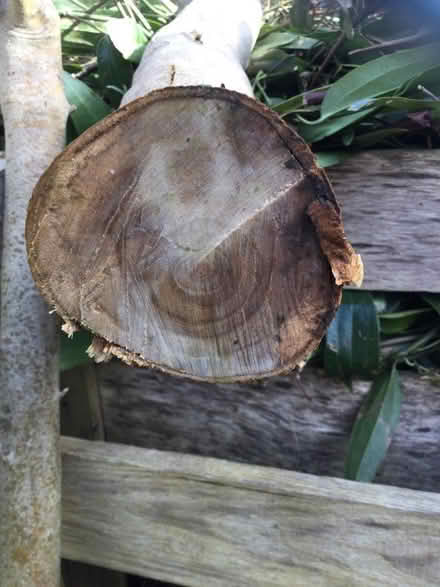 Photo of free Olive wood (Lewes BN7) #1
