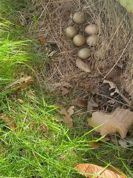 Photo of free 7Pheasant eggs (Snape, IP17) #1