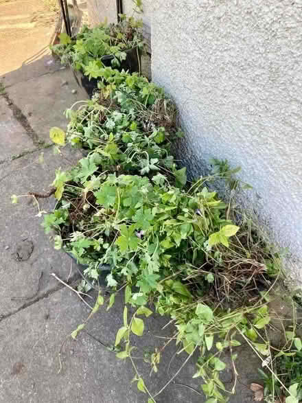 Photo of free Geraniums and Vinca for groundcover (Duddingston EH15) #1