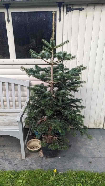 Photo of free Christmas tree (South Tonbridge TN9) #1