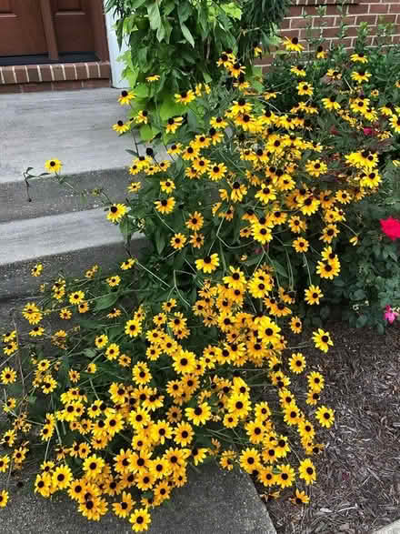 Photo of free Black-Eyed Susan (Mayfair Place, Crofton) #1