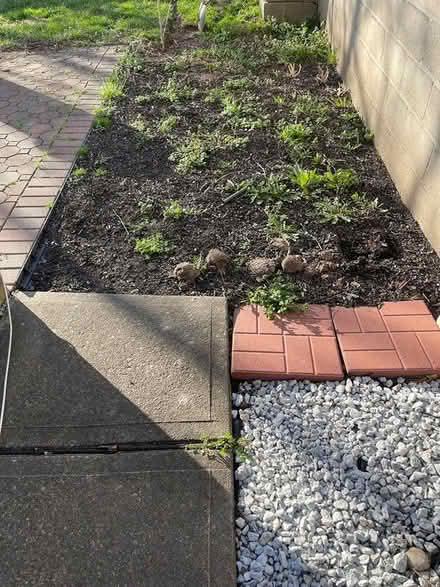 Photo of free mulch and dirt (Irvington NJ) #1