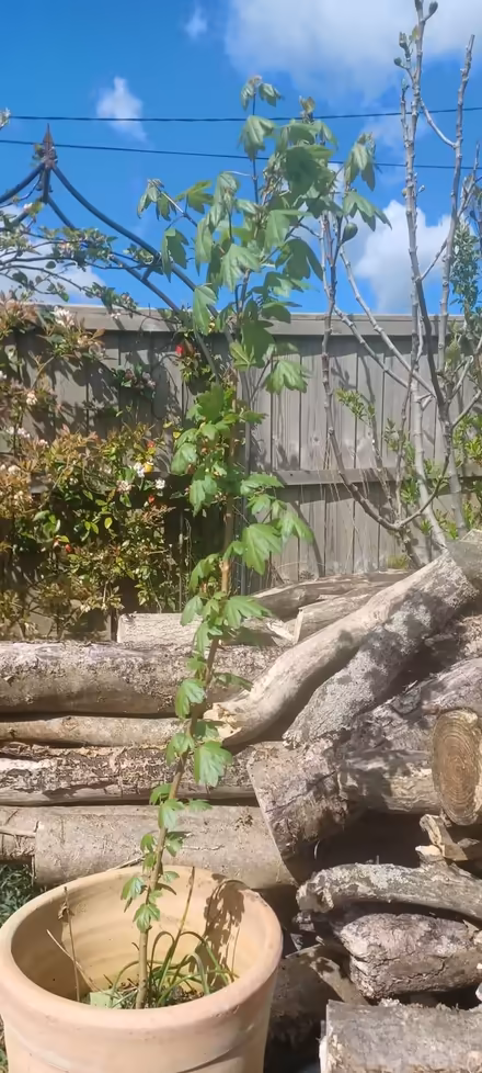 Photo of free Red Oak sapling (CT15) #1