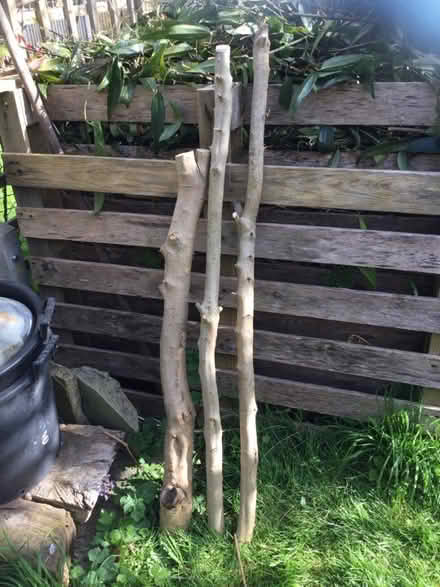 Photo of free Olive wood (Lewes BN7) #2