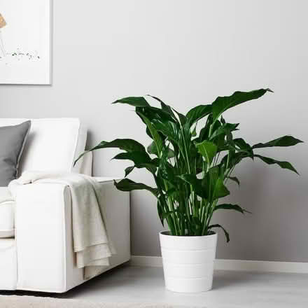 Photo of 24cm or above white plant pots (Balgriffin) #2