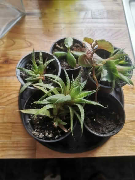 Photo of free 5 Rooted Cuttings (Saltaire BD18) #1