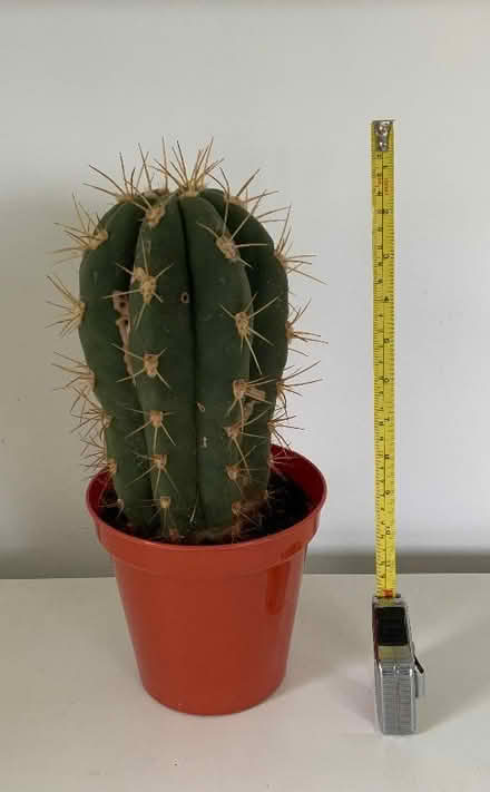 Photo of free Smaller Cactus (Ringmer BN8) #1
