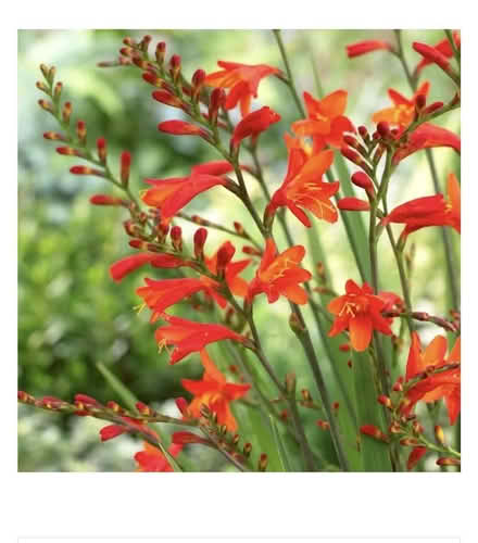 Photo of free Crocosmia bulbs/ plants (Heage me Belper) #1