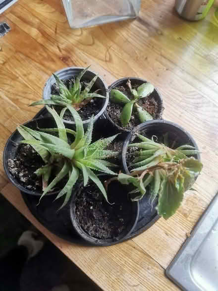 Photo of free 5 Rooted Cuttings (Saltaire BD18) #2