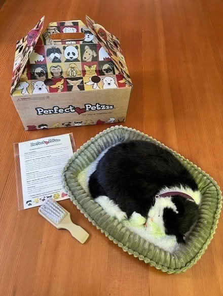 Photo of free Perfect Petzzz - shorthair kitty (Wedgwood) #1