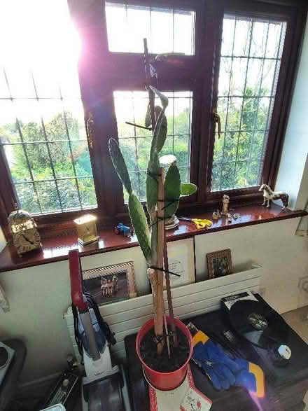 Photo of free Cactus Plant (Shinfield RG6) #1