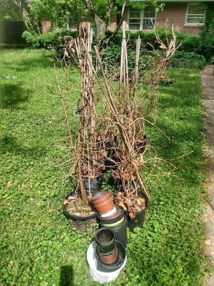 Photo of free Plastic Nursery Pots and Wine Corks (Tucker) #1