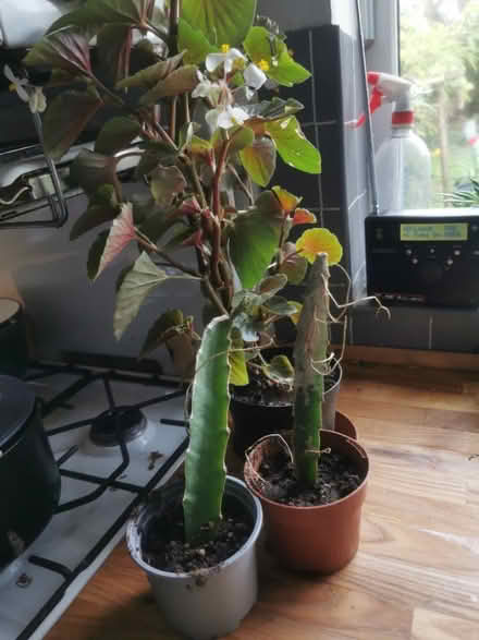 Photo of free House Plants (Saltaire BD18) #1