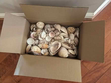 Photo of free Box of shells -- about 5 lbs (Ashburn Farm) #1