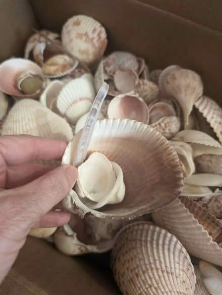 Photo of free Box of shells -- about 5 lbs (Ashburn Farm) #3