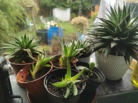 Photo of free House Plants (Saltaire BD18) #3