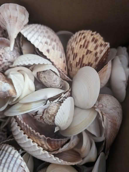 Photo of free Box of shells -- about 5 lbs (Ashburn Farm) #2