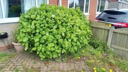 Photo of free Last bush. Hydrangea (Penwortham Lane PR1) #1