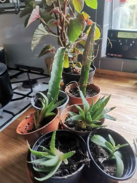 Photo of free House Plants (Saltaire BD18) #2