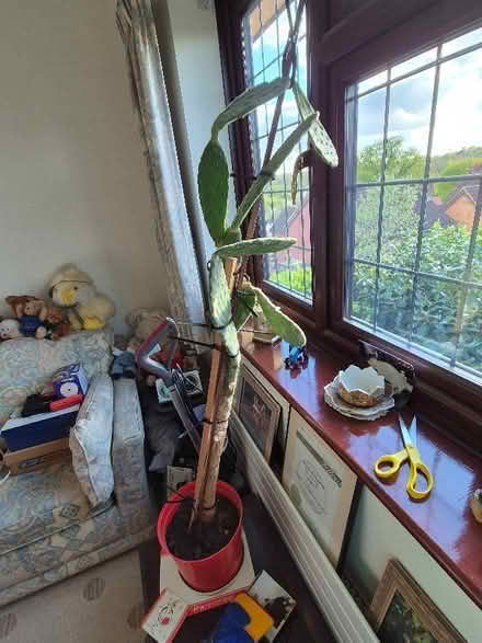 Photo of free Cactus Plant (Shinfield RG6) #2