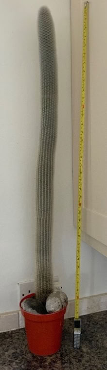 Photo of free Cactus! (Ringmer BN8) #1