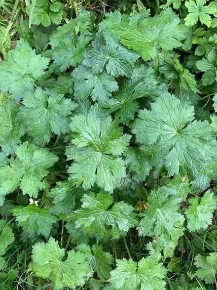 Photo of free Perennial geraniums. (Hollingdean BN1) #1
