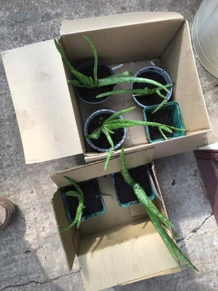 Photo of free Aloe vera plants (Malvern Link WR14) #1