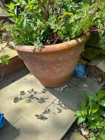 Photo of free 2 large pots (Windsor SL4) #1