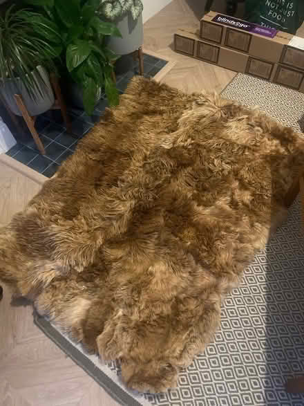 Photo of free Alpaca rug/ blanket (SW11) #1